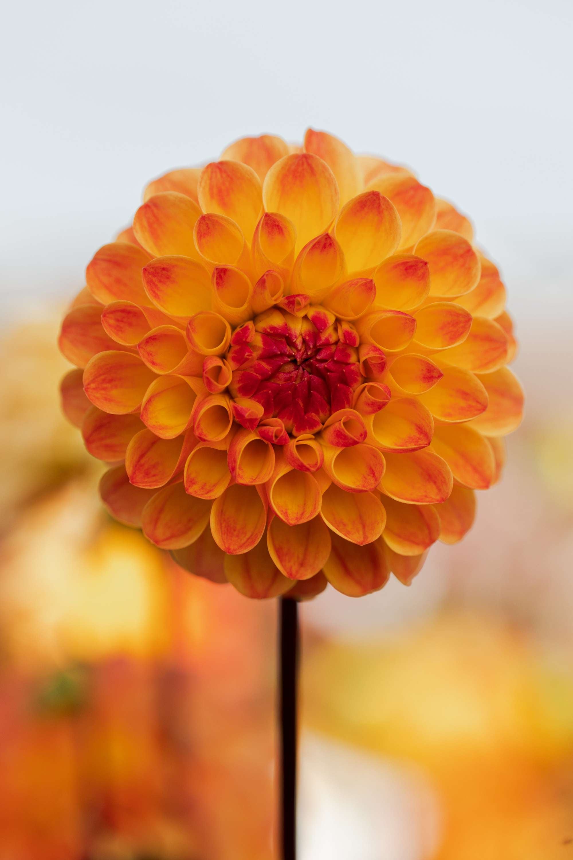 Dahlia Jowey Chantal